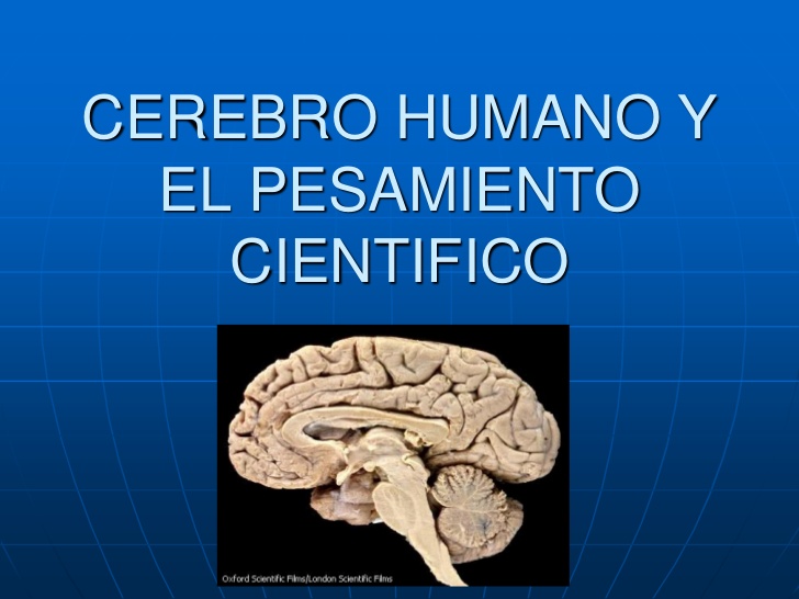 CEREBRO HUMANO Y  EL PESAMIENTO    CIENTIFICO 